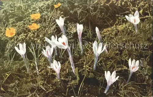 Blumen Crocus vernus Ranunculus montanus Verlag Photochromie Nr. 913 Kat. Pflanzen