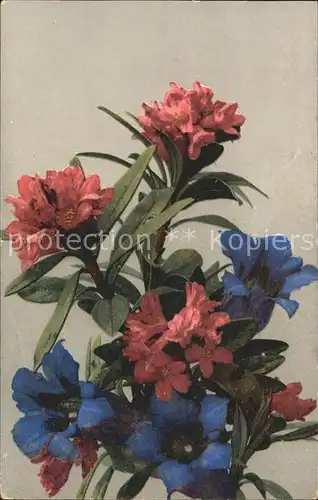 Blumen Alpenrosen Enzian Verlag Photochromie Nr. 485 Kat. Pflanzen