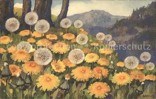 Haller Anna Nr. 345 Pusteblumen Loewenzahn Taraxacum alpinum Kat. Kuenstlerkarte