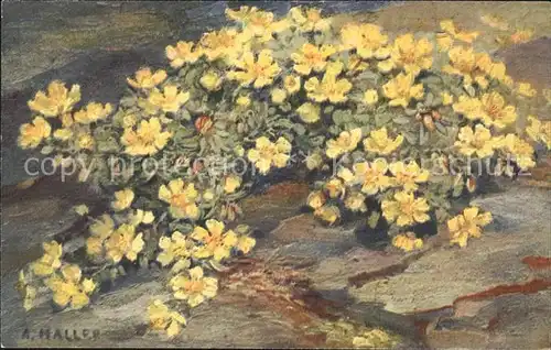 Haller Anna Nr. 246 Schluesselblumen Kat. Kuenstlerkarte