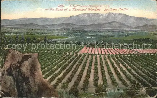 Orangen Oranges California Orange Grove Road of a Thousand Wonders Kat. Landwirtschaft