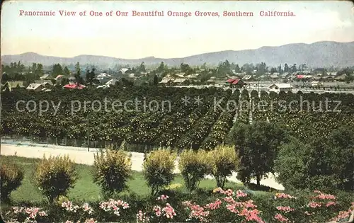 Orangen Oranges California Orange Groves  Kat. Landwirtschaft