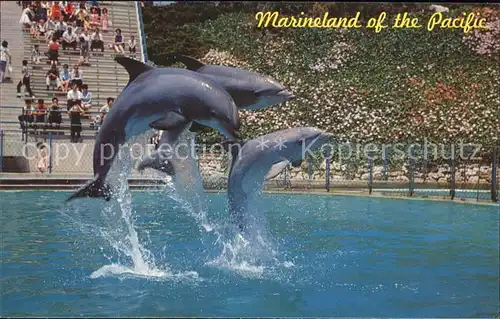 Delphine Leaping dolphin trio Marineland of the Pacific Kat. Tiere