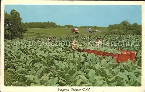 Tabak Virginia Bright Tobacco Field Ernte  Kat. Genussmittel