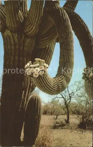 Kakteen Saguaro Giant Cactus  Kat. Pflanzen