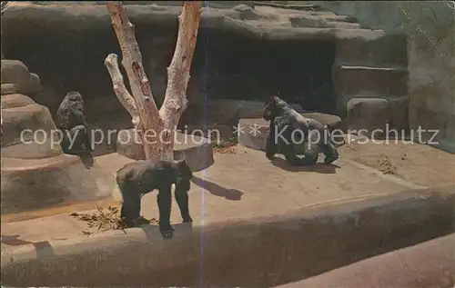 Zoo San Diego Lowland Gorilla  Kat. Tiere