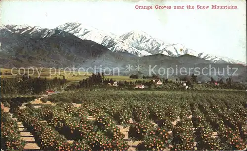 Orangen Oranges Orange Groves Snow Mountains Kat. Landwirtschaft