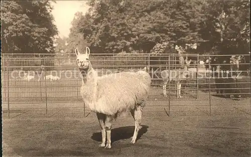 Zoo Antwerpen Lama Kat. Tiere