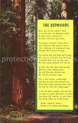 Baeume Trees The Redwoods Poem Joseph B. Strauss Gedicht  Kat. Pflanzen