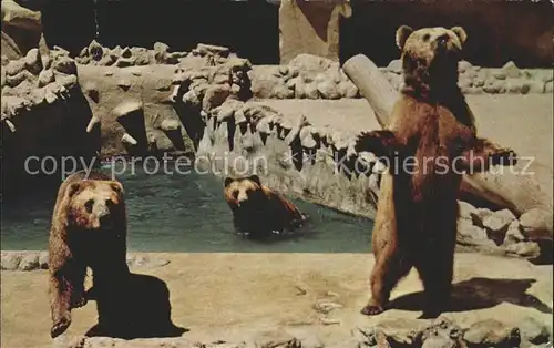 Baeren San Diego Zoo Brown Bears Kat. Tiere