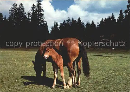 Pferde Freibergen  Kat. Tiere