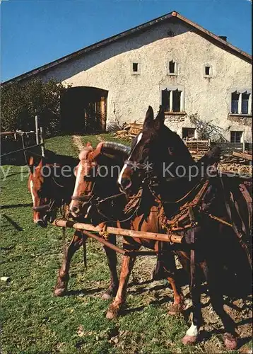 Pferde Freibergen  Kat. Tiere