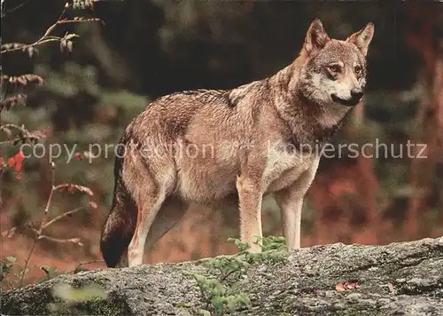 Wolf Tiere WWF Kat. Tiere