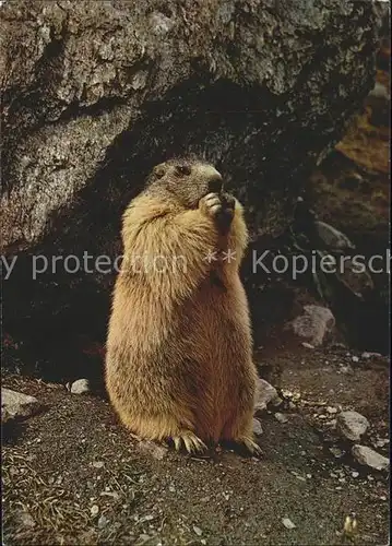 Murmeltier Marmotte Marmot Kat. Tiere
