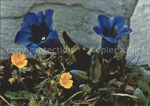 Blumen Enziane Gentiana acaulis Kat. Pflanzen