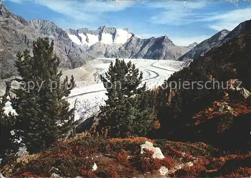 Gletscher Grosser Aletschgletscher Aletschwald Wannenhorn Eggishorn Kat. Berge