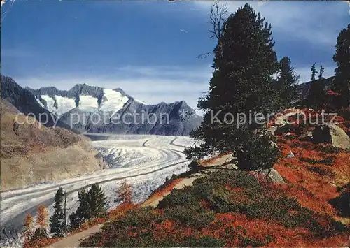 Gletscher Grosser Aletschgletscher Aletschwald Schoenbuehlhorn Kat. Berge