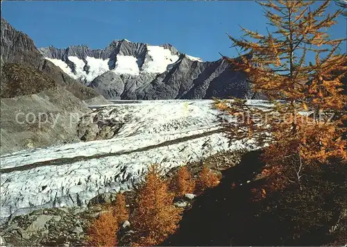 Gletscher Grosser Aletschgletscher Aletschwald Wannenhorn Kat. Berge