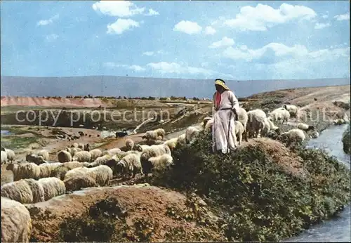 Hirte Schafe Israel Kat. Landwirtschaft