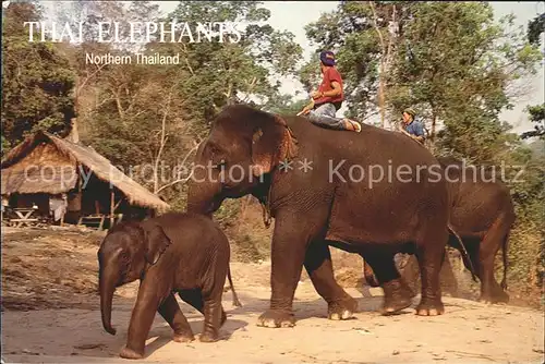 Elefant Thai Elephanta Northern Thailand  Kat. Tiere