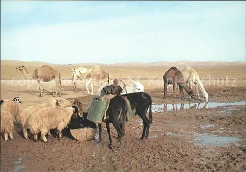 Kamele Esel Schafe Judean Desert Israel Kat. Tiere