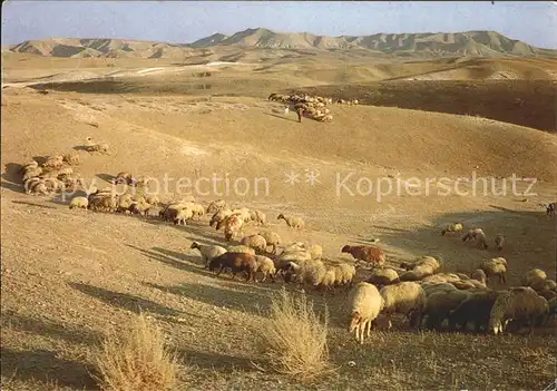 Schafe Judean Desert Israel Kat. Tiere