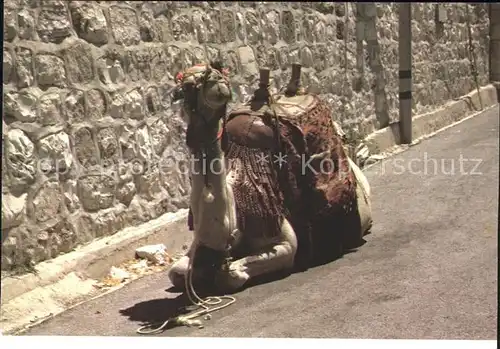 Kamele Camel Israel Kat. Tiere
