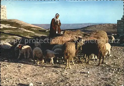 Hirte Schafe Libanon Liban Lebanon Kat. Landwirtschaft