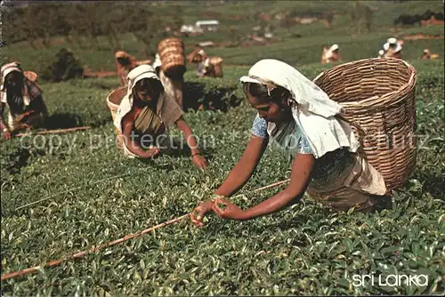 Landwirtschaft Teepflueckerinnen Nuwara Eliya Sri Lanka  Kat. Landwirtschaft