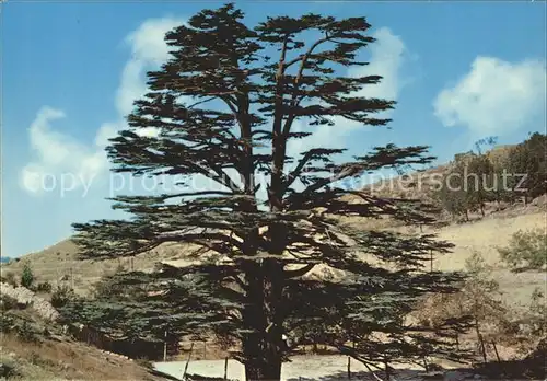 Baeume Trees Libanon The Cedar  Lebanon Le Cedre Kat. Pflanzen