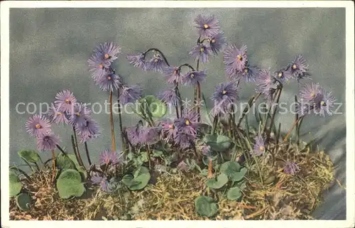 Blumen Alpensoldanelle Soldanelle des Alpes Kat. Pflanzen