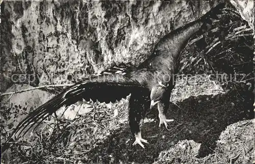 Adler Junger Steinadler  Kat. Tiere