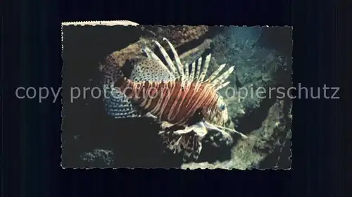 Fische Rotfeuerfisch Rascasse volante Aquarium Marin de Monaco  Kat. Tiere