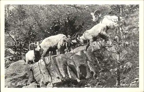 Steinbock Rocky Mt. Sheep Kat. Tiere