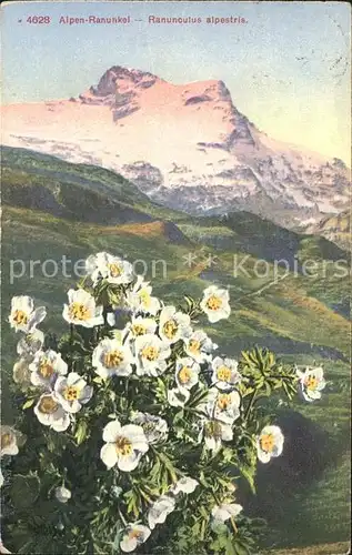 Blumen Alpen Ranunkel  Kat. Pflanzen