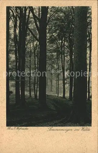 Baeume Trees Wald Verlag Hermann A. Wiechmann Nr. 4228 Kat. Pflanzen