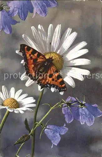Schmetterlinge Rautenblaettrige Glockenblume Wucherblume  Kat. Tiere