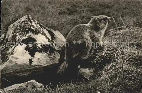 Murmeltier Foto Hs. Loertscher Nr. 304 Kat. Tiere