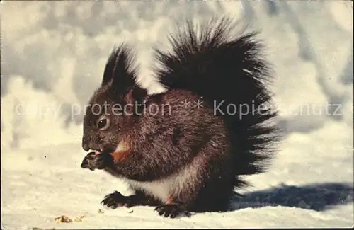 Eichhoernchen Ecureuil Squirrel Kat. Tiere