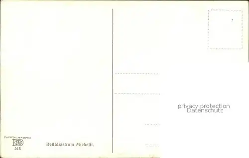 Verlag Photochromie Nr. 513 Bellidiastrum Michelii Alpenmassliebchen Kat. Verlage