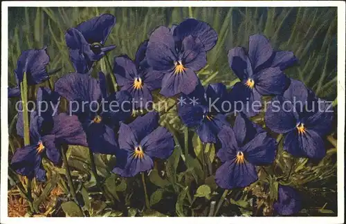 Blumen Langsporniges Veilchen Viola calcarata Kat. Pflanzen