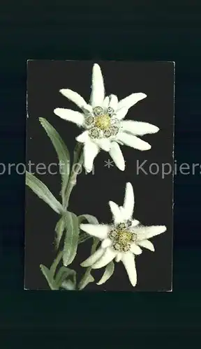 Edelweiss Leontopodium alpinum Etoile des glaciers Kat. Pflanzen