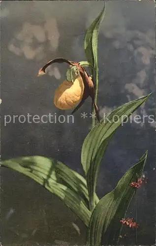 Blumen Frauenschuh Cypripedium calceolus Kat. Pflanzen