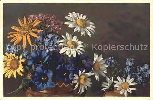 Blumen Margeriten Enziane Vergissmeinnicht Aster Kat. Pflanzen