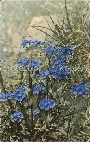 Verlag Photochromie Nr. 457 Myosotis alpestris Alpen Vergissmeinnicht  Kat. Verlage