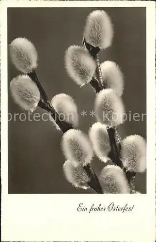 Foto Amag Nr. 69530 Ostern Weidenkaetzchen  Kat. Fotografie