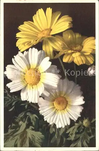 Blumen Saatwucherblume Corn Marygold Chrysanthemum segetum Kat. Pflanzen