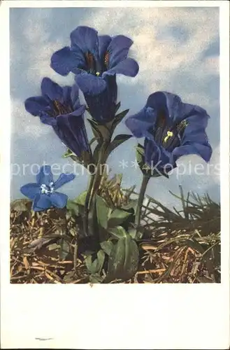 Blumen Kochscher Enzian Gentiana Kochiana Kat. Pflanzen