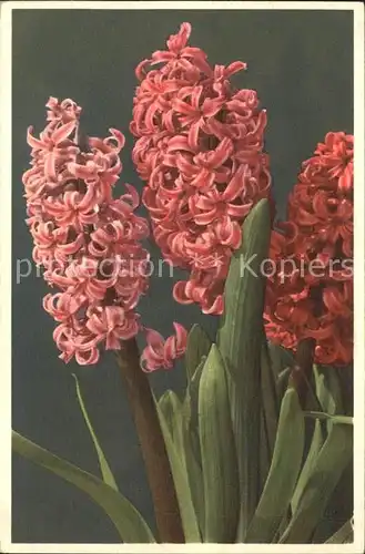 Blumen Hyazinthe Hyacinthus orientalis  Kat. Pflanzen