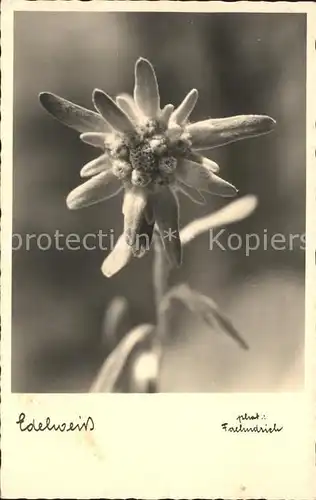 Edelweiss  Kat. Pflanzen